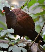 Pheasant Pigeon