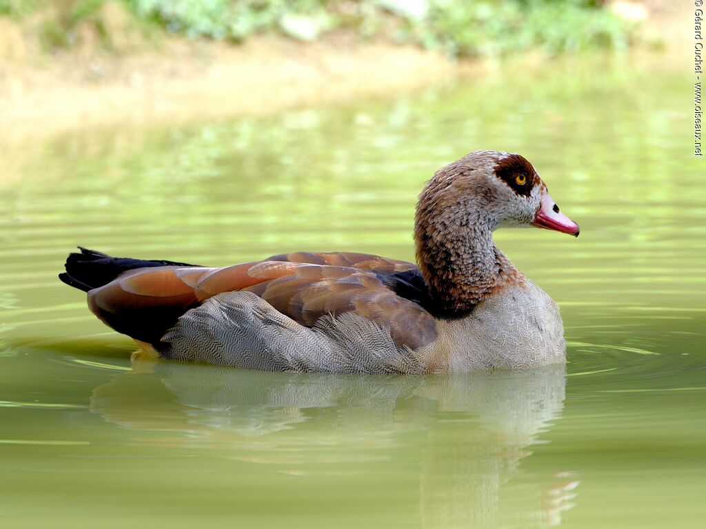 Egyptian Goose