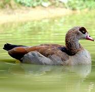 Egyptian Goose