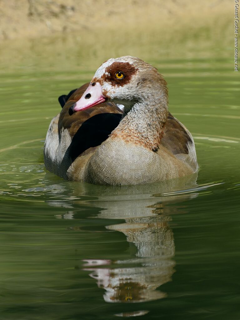 Egyptian Goose