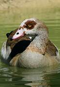 Egyptian Goose