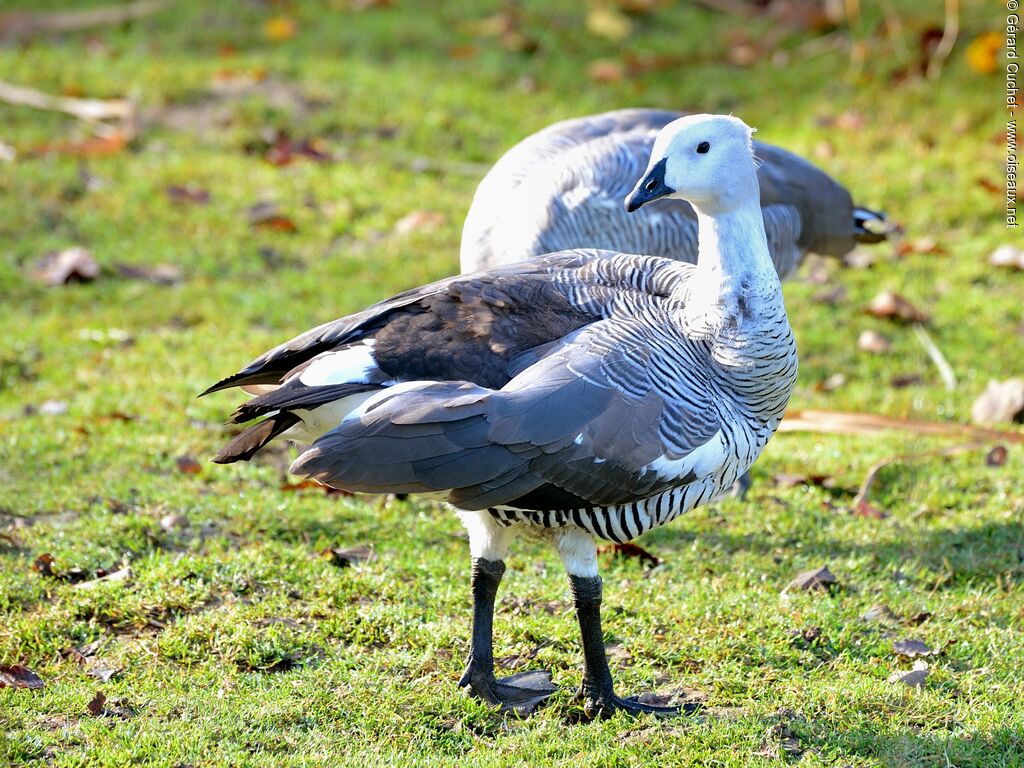 Upland Goose male