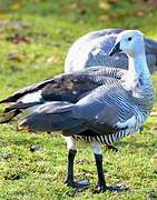 Upland Goose