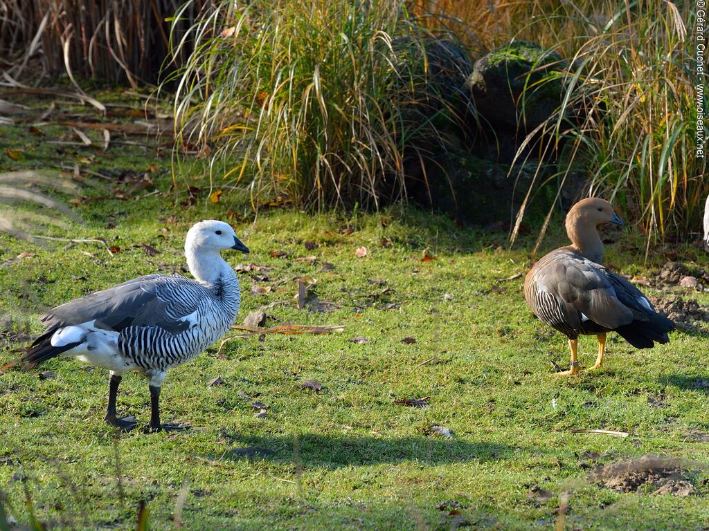 Upland Goose 