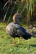 Upland Goose