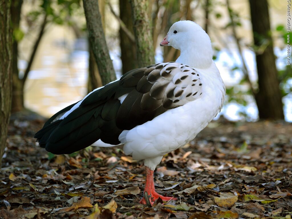 Andean Goose