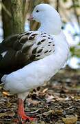 Andean Goose