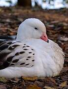 Andean Goose