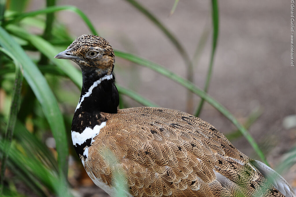 Little Bustard, close-up portrait, pigmentation