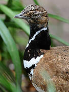 Little Bustard