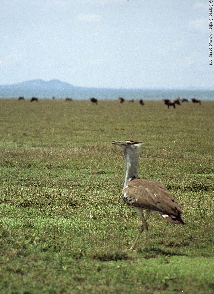 Kori Bustard