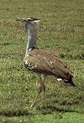 Kori Bustard