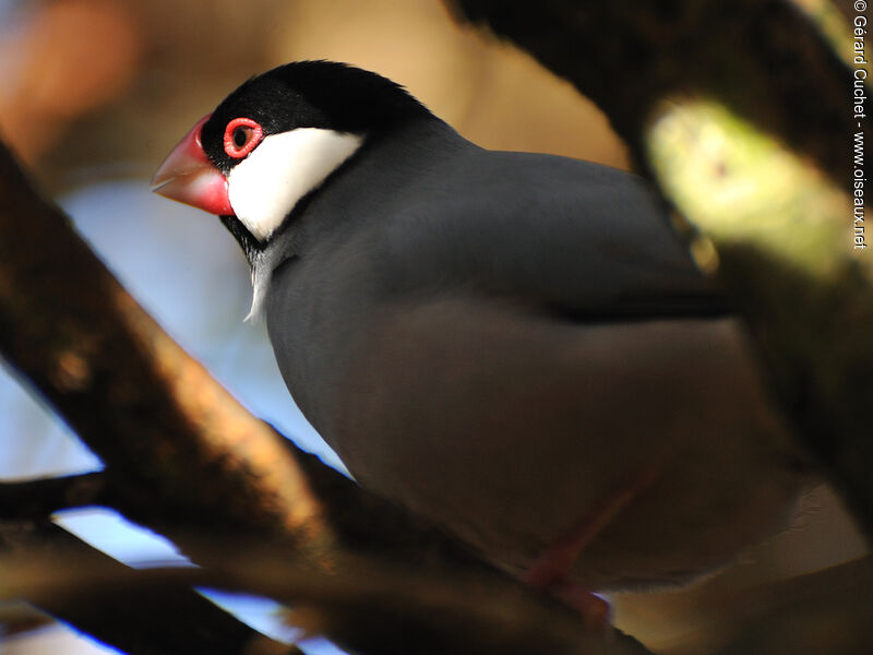 Java Sparrow male