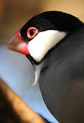 Java Sparrow