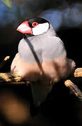 Java Sparrow