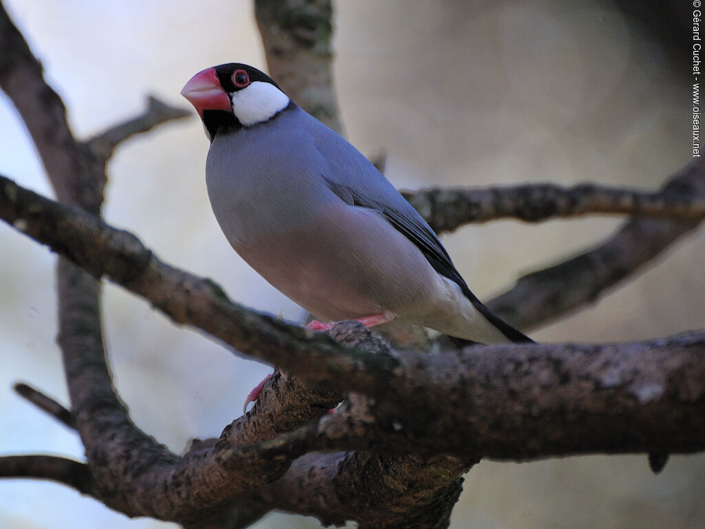 Java Sparrow male