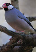 Java Sparrow