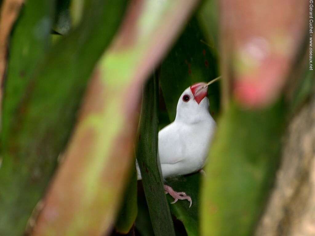 Java Sparrow female