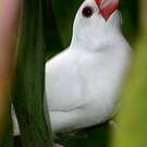 Padda de Java