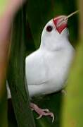 Java Sparrow