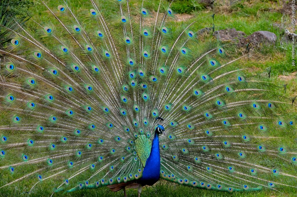 Indian Peafowl