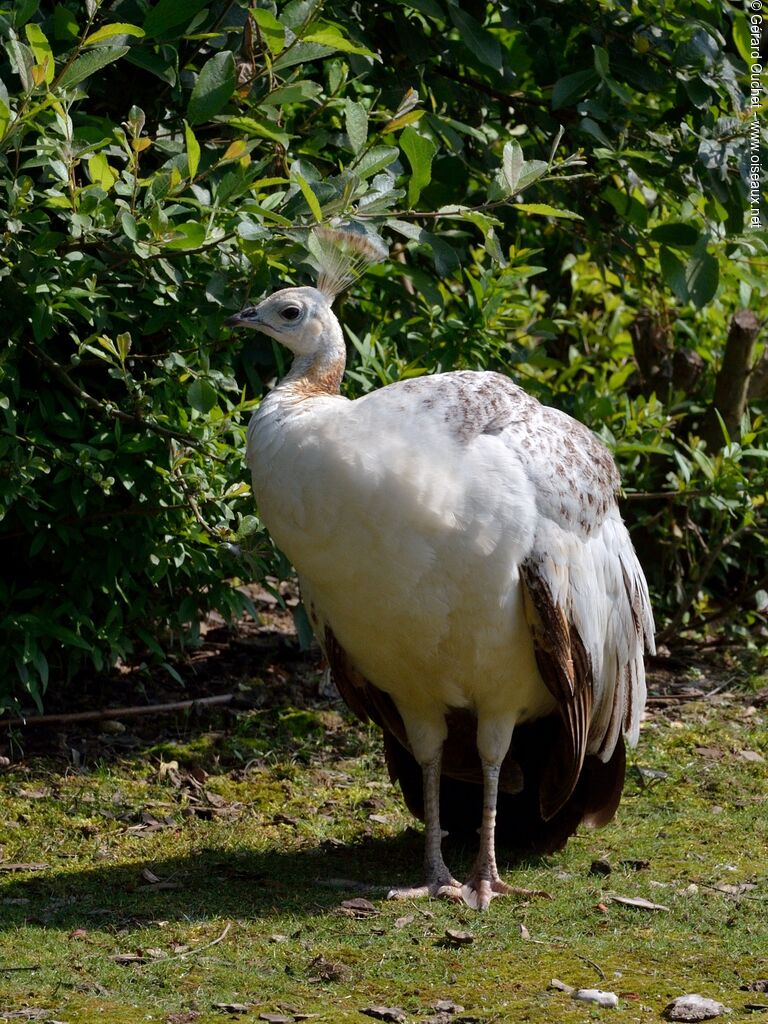 Indian Peafowl