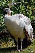 Indian Peafowl