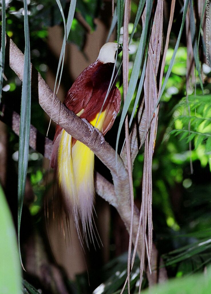 Greater Bird-of-paradise