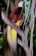 Greater Bird-of-paradise