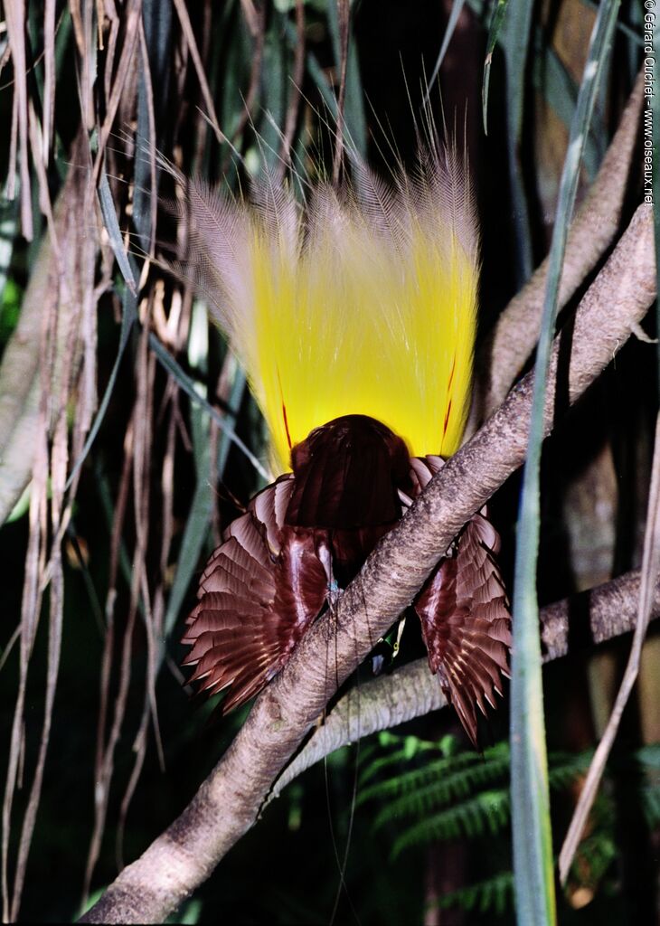 Greater Bird-of-paradise