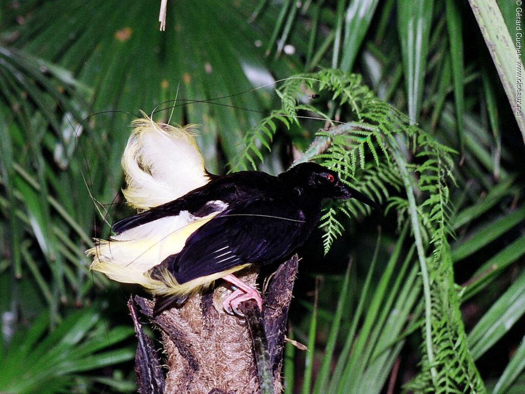 Twelve-wired Bird-of-paradise male