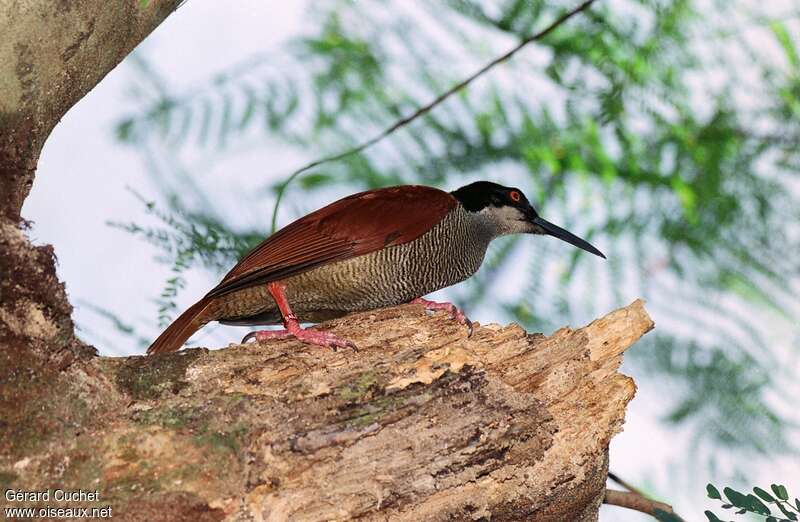 Twelve-wired Bird-of-paradise female adult, identification