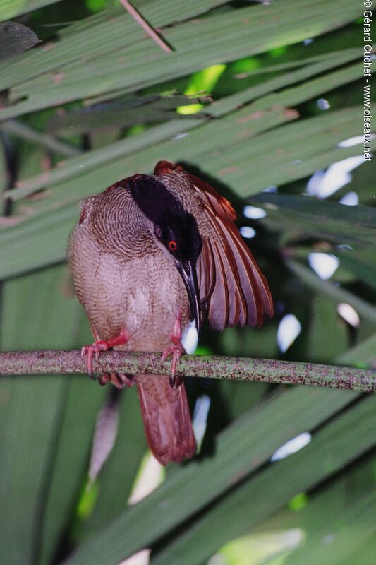 Twelve-wired Bird-of-paradise female