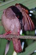 Twelve-wired Bird-of-paradise