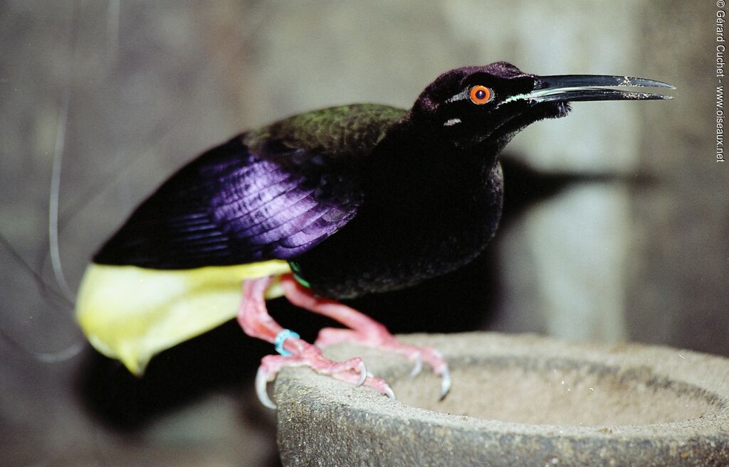 Twelve-wired Bird-of-paradise male