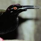 Paradisier multifil