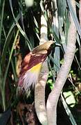 Lesser Bird-of-paradise