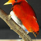 Paradisier royal