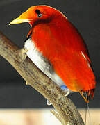 King Bird-of-paradise