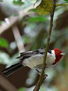 Red-cowled Cardinal