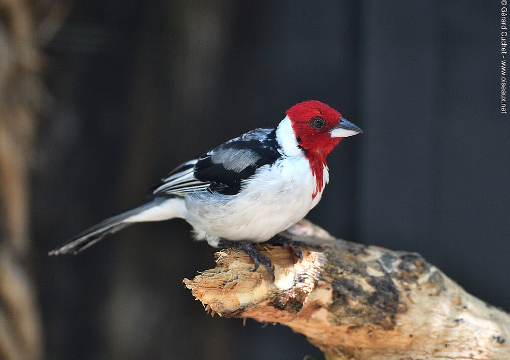 Red-cowled Cardinal, identification