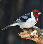 Red-cowled Cardinal