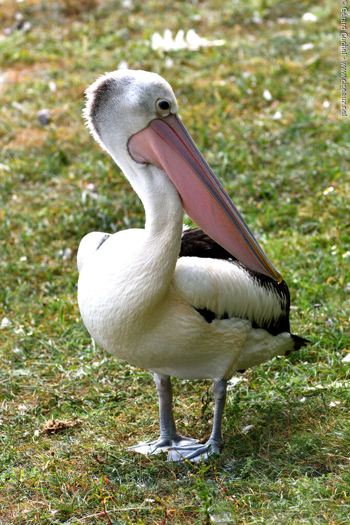 Pélican à lunettes, identification