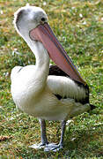 Australian Pelican