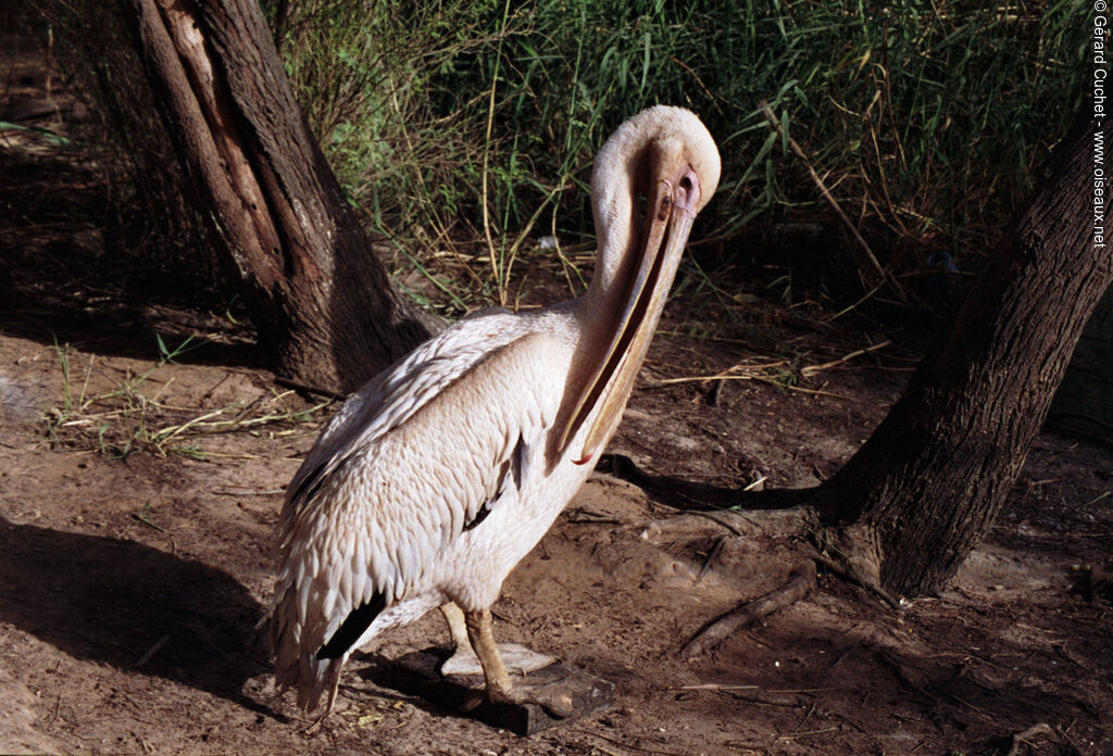 Great White Pelican