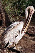 Great White Pelican