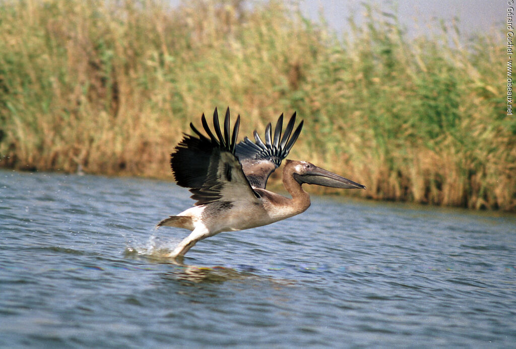 Great White Pelican