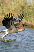 Great White Pelican