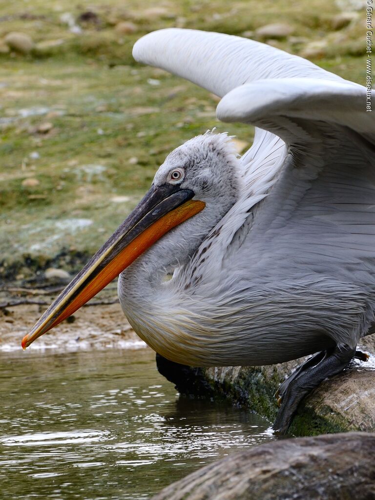 Dalmatian Pelican