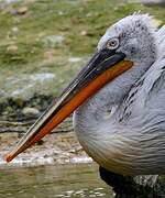 Dalmatian Pelican